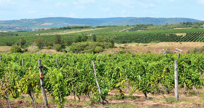 Tokaj Wine Region • Hungary