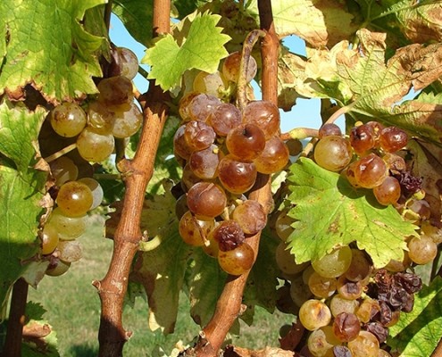News Grape Harvest