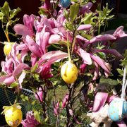 Easter flowers